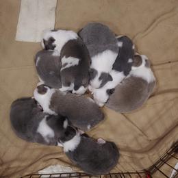 Border Collie Puppies from Lone Wolf Ranch
