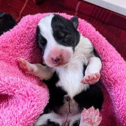 Girl 1 - female Lapponian Herder puppy in Prattsburgh, New York from Maalattu Koirankoppi Lapponian Herders