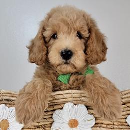 Oliver - Apricot male Goldendoodle puppy in Temecula, California from Oodles O'Doodles