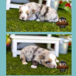 Magellan - Blue merle male Australian Shepherd puppy in Granbury, Texas from Texas Miniature Aussies