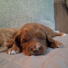 Buzz F1b - Red male Cavapoo puppy in Centerton, Arkansas from Velvet Paws Cavapoos