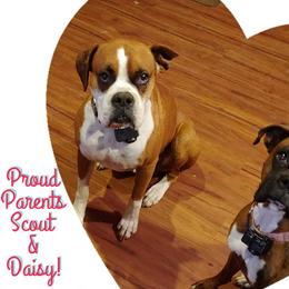 Boxer Puppies from Goodman/Pogue Boxer Babies