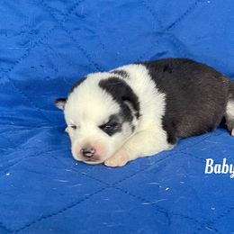 Baby boy 1 - Black and white male Siberian Husky puppy in Ocala, Florida from Florida Husky Puppies