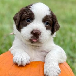 English Springer Spaniels from Palmetto Springer Spaniels