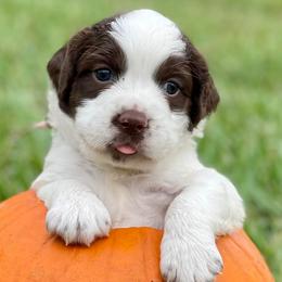 English Springer Spaniels from Palmetto Springer Spaniels