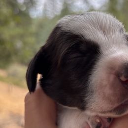 German Shorthaired Pointers from Underhill GSP