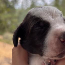 German Shorthaired Pointers from Underhill GSP