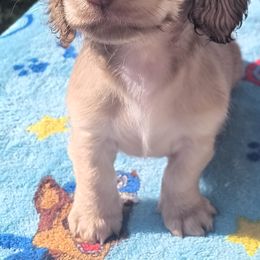 Dachshund Puppies from Nikas Baby Beanz LH Dachshunds