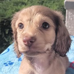 Dachshund Puppies from Nikas Baby Beanz LH Dachshunds