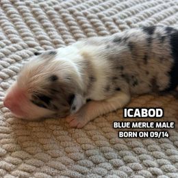 Icabod - Blue merle male Australian Shepherd puppy in Bethlehem, Connecticut from Montanna Sage LLC