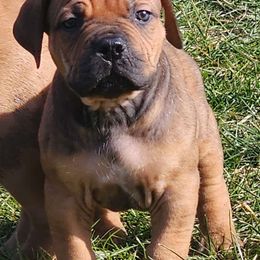 Boy 4 - Boerboel puppy in Naples, New York from Freedom Boerboels LLC