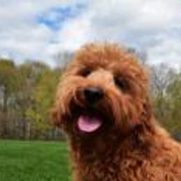 Rufus - Goldendoodle