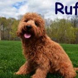Rufus - Goldendoodle