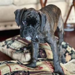 Boxer Puppies from Sergeant's Boxers