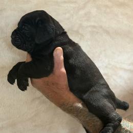 Lime - Black male Cane Corso puppy in Paris, Texas from Knucklehead Cane Corso