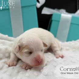Cornell - White male Shorkie puppy in Scottsdale, Arizona from Lil Luxe Pups