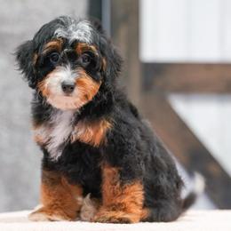 Honest - Tri-color female Bernedoodle puppy in Dundee, Ohio from Down Home Doodle