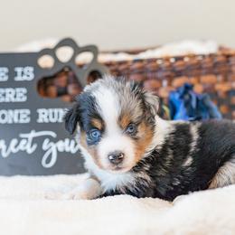 Gaston - Blue merle male Miniature Australian Shepherd puppy in Buna, Texas from R & C Kennels