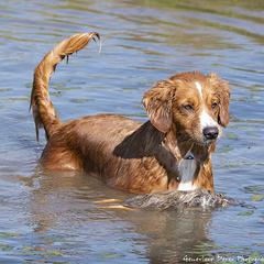 Lily - Nova Scotia Duck Tolling Retriever