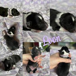Purple - Black and white female Shetland Sheepdog puppy in Gaylord, Michigan from Lexy's Shetland Sheepdogs