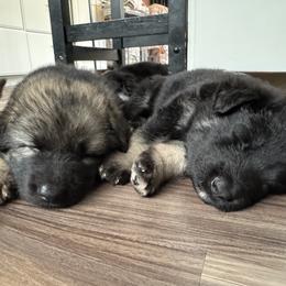 Chip (Light blue collar) - Fawn sable male Shiloh Shepherd puppy in Watchung, New Jersey from Blue Moon Shilohs