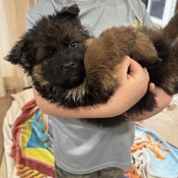 Mr Orange - Black and red male German Shepherd puppy in Lawton, Michigan from Free Indeed Shepherds