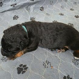 Blue Boy - Black and red male German Shepherd puppy in Lewistown, Missouri from Ewig Krieger Kennels