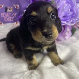 Robin - Black and tan female Dachshund puppy in Cascade, Virginia from Heart of Honey Miniature Dachshunds