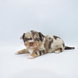 Cadbury - Merle male Chihuahua puppy in Bulls Gap, Tennessee from Smokey Mountain Chihuahuas