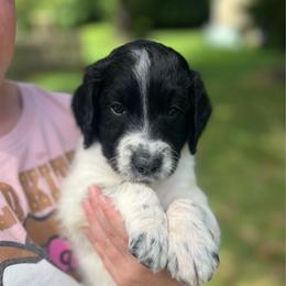 Bohnanza - Parti male Goldendoodle puppy in Lancaster, Pennsylvania from Doodles in the Skye