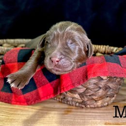 Four - Brown female Newfoundland puppy in Tully, New York from Bear Paw Newfoundlands