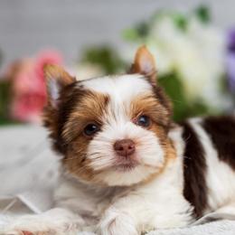 Yorkshire Terriers from Sunshine Parti Yorkies
