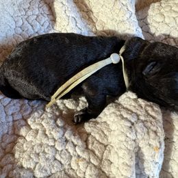 Mr. Mint - Dutch Shepherd puppy from Best Friends Dutchie