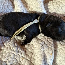 Mr. Mint - Dutch Shepherd puppy from Best Friends Dutchie