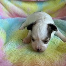 Laken's white and red sable girl - White and sable female Papillon puppy in Shirley, Arkansas from Lucky Pups