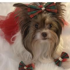 Mia - Yorkshire Terrier