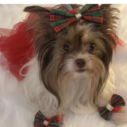Mia - Yorkshire Terrier