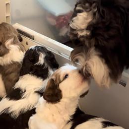 Australian Labradoodle Puppies from Frosty Hill Australian Labradoodles