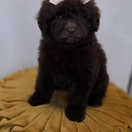 Willow - Chocolate female Goldendoodle puppy in Decatur, Tennessee from Diamond's Doodles