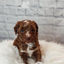 Eric - Red  male Poodle puppy in Portage, Utah from Pugsley Poodles