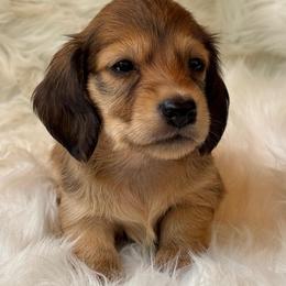 Atlas - Red male Dachshund puppy in Sumrall, Mississippi from Huckleberry Tails