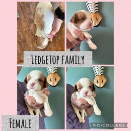 Pink - Chocolate female Cavalier King Charles Spaniel puppy in Greenleaf, Wisconsin from Ledgetop Family Cavaliers