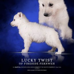 Boy 2 - White male Berger Blanc Suisse puppy in Chestnut, Illinois from Fireside Fernweh