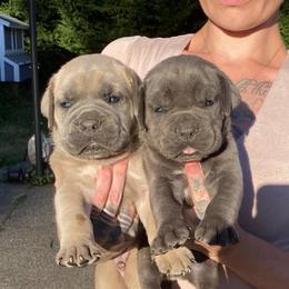 Boy 1 - Gray and fawn male Cane Corso puppy in Olympia, Washington from Grayling Dawn Cane Corso