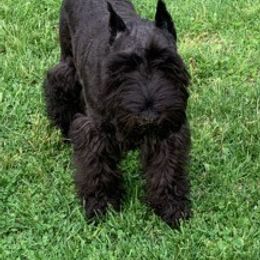 Miniature Schnauzer Puppies from Montage Miniature Schnauzers