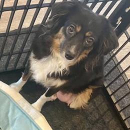 Aussiedoodles and Toy Australian Shepherds from Whiskey River Aussies & Doodles