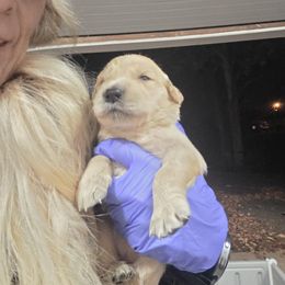 Cocoa - Golden male Golden Retriever puppy in Greenbrier, Tennessee from Glambleberry Goldens