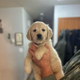 Purple Collar Female - Light golden female Golden Retriever puppy in Rainier, Washington from Hanson’s NW Goldens & Doodles