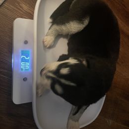 Siberian Husky Puppies from Alexandra's Siberian Huskies