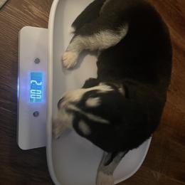Siberian Husky Puppies from Alexandra's Siberian Huskies
